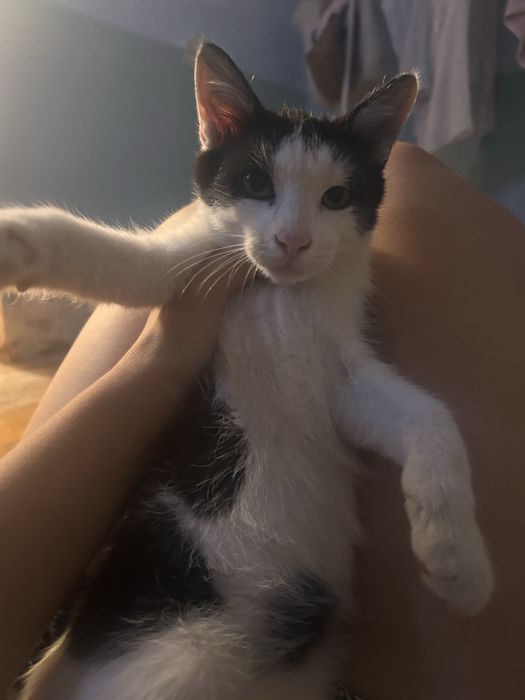 Отдается котенок в добрые руки