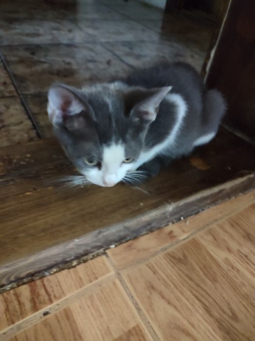 Отдам в хорошие руки котят