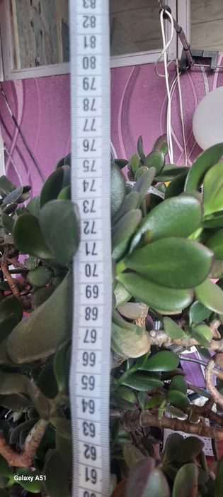 Продам цветок денежное дерево