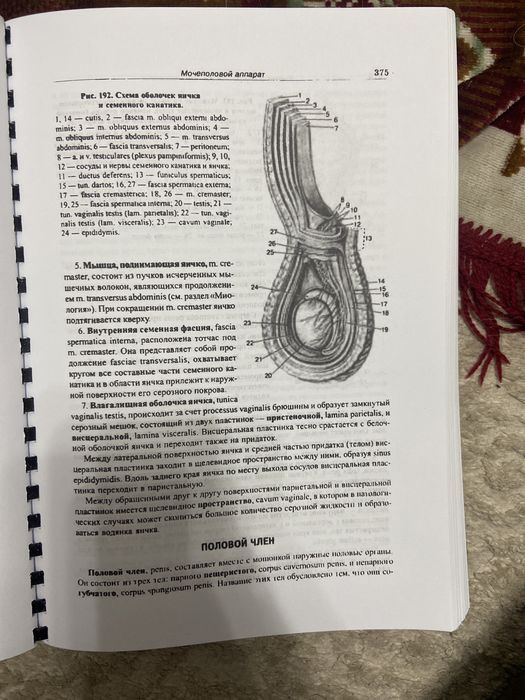 Анатомия человека Привес