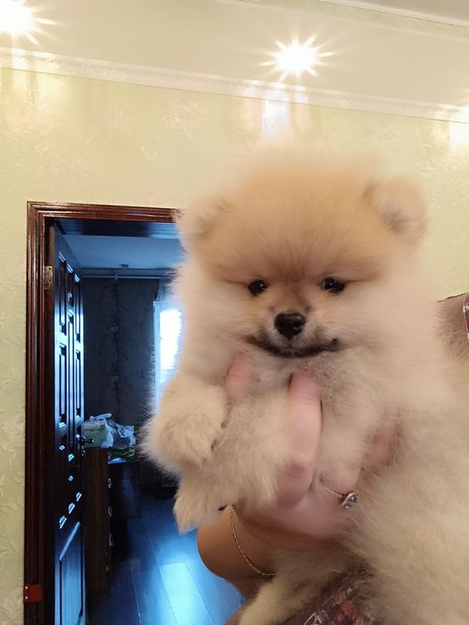 Померанский шпиц. Мальчик.