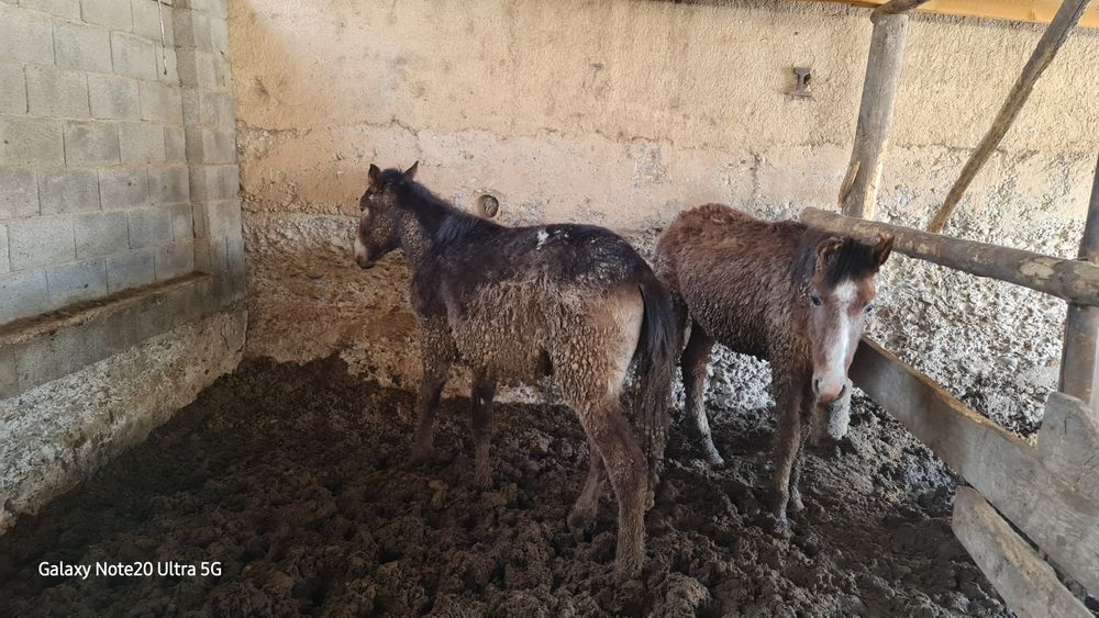 2 бас еркек  тай сатылады
