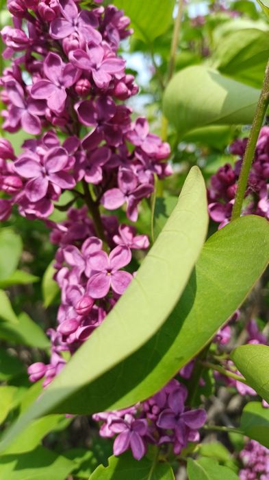 Дача сад " Мелиоратор "