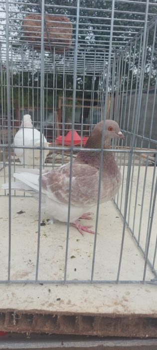 Porumbei Texani 2023