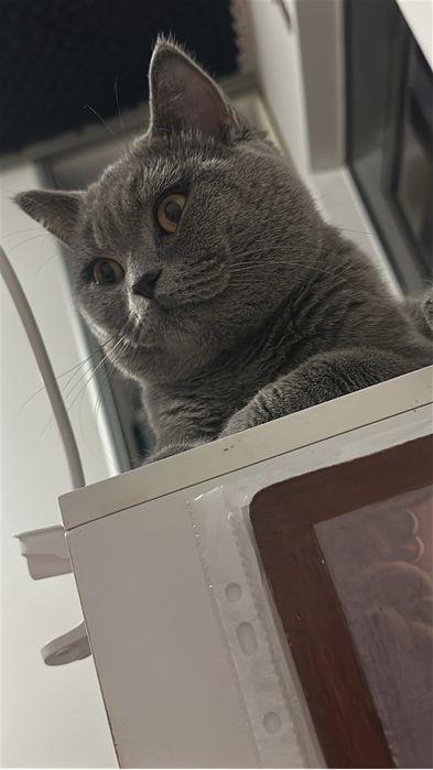 Pet sitter, pensiune pisici