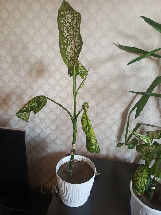 Прода цветы диффенбахия