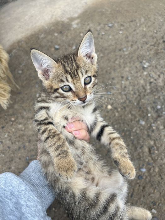 Хорошие котята в хорошие руки.