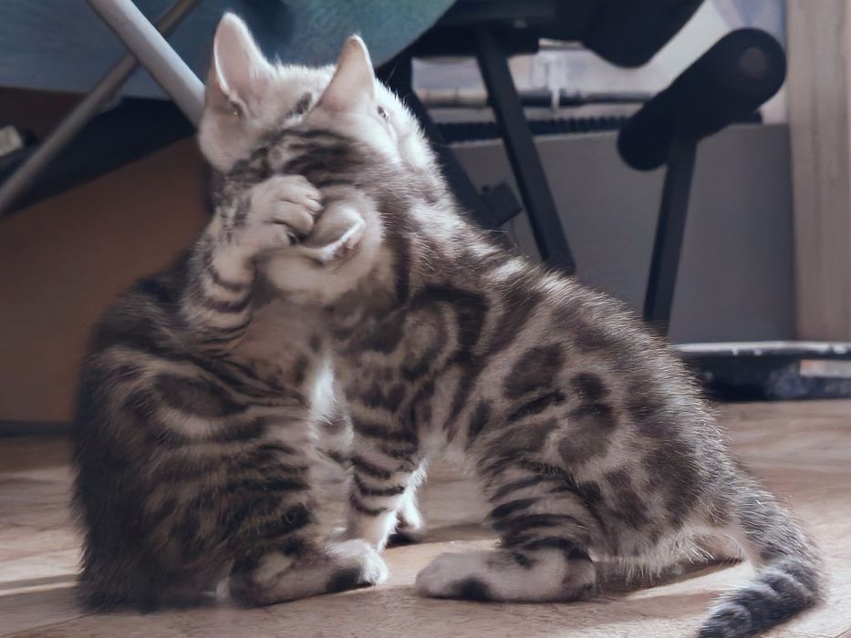 Бронь на  бенгальских котят