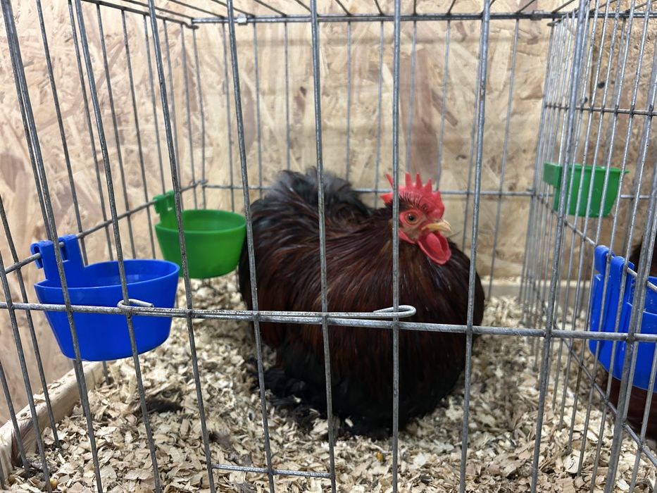 Cochinchina pitic cocosi expo