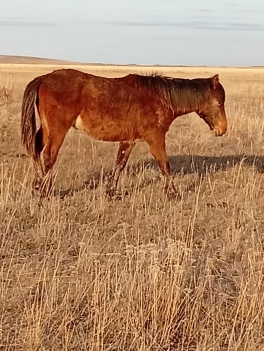 Тай   тяжеловоз.