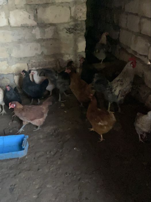 Тауықтар сатылады