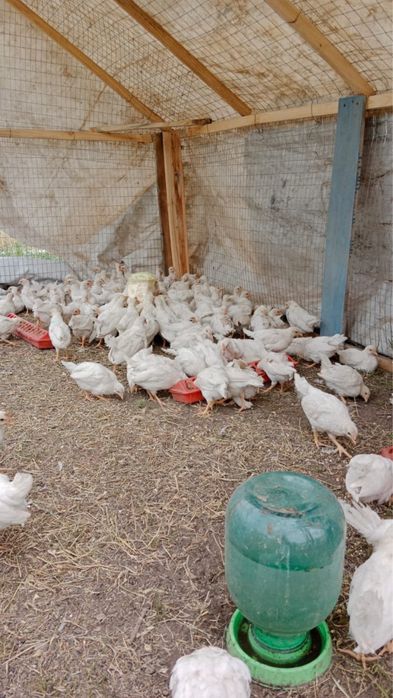 Несушка цыплята очень хорошая