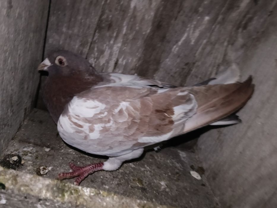 Vând porumbei voiajori