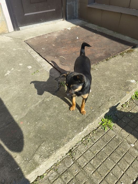 Женски Мини пинчер