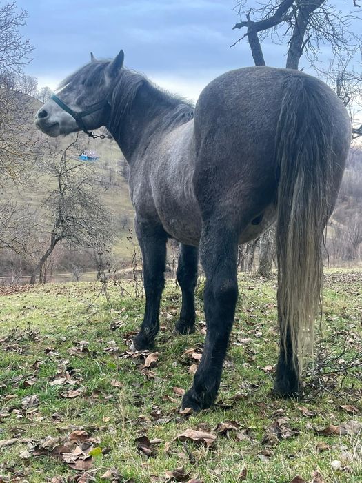 Vând cal    caii       !