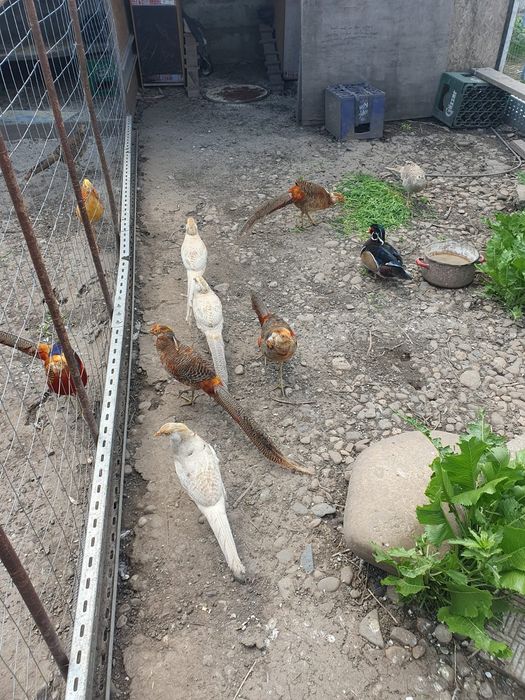 Fazani auriu cu galben/roșu