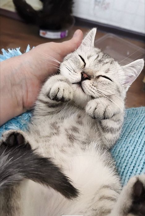 Британский мальчик со сливочным характером