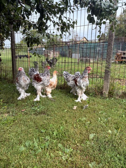 Brahma rotgesattelt