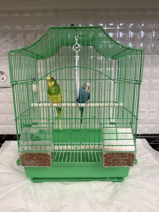 Продам волнистых попугаев