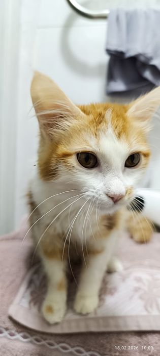 Котёнок девочка 4 месяца