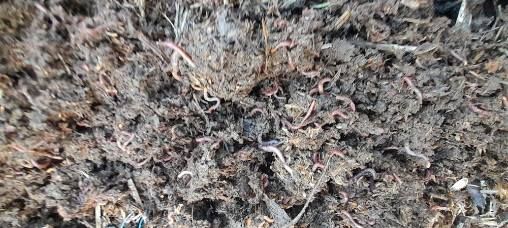 Kaliforni chuvalchang