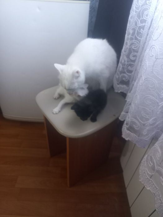 Отдам красивых котят