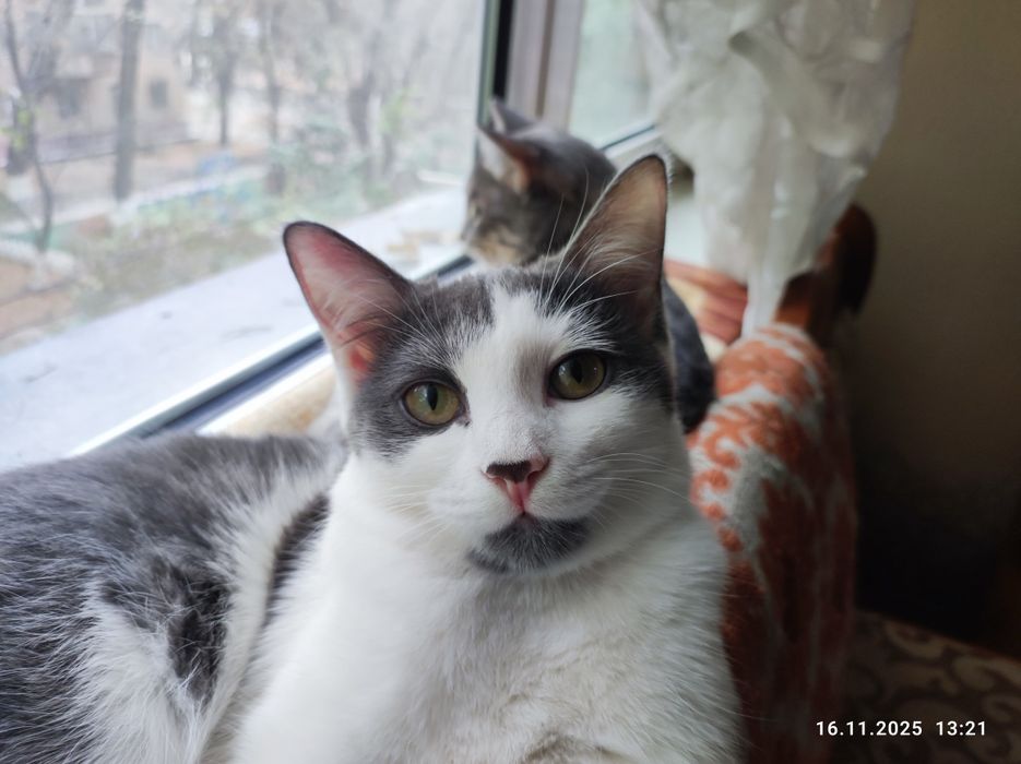 Отдам Кошечку в Добрые, надёжные и любящие руки .