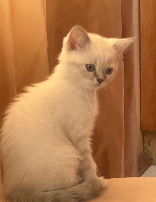 Шотландско право ухо коте
