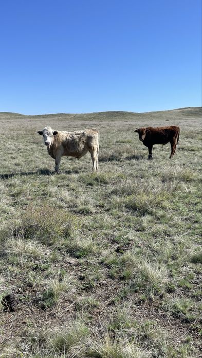 Еркек бұқалар сатылады
