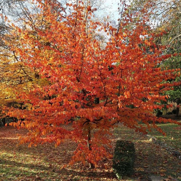 Arborele De Fier Persan