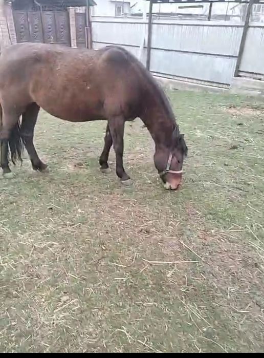 Ұрғашы жылқы сатылады