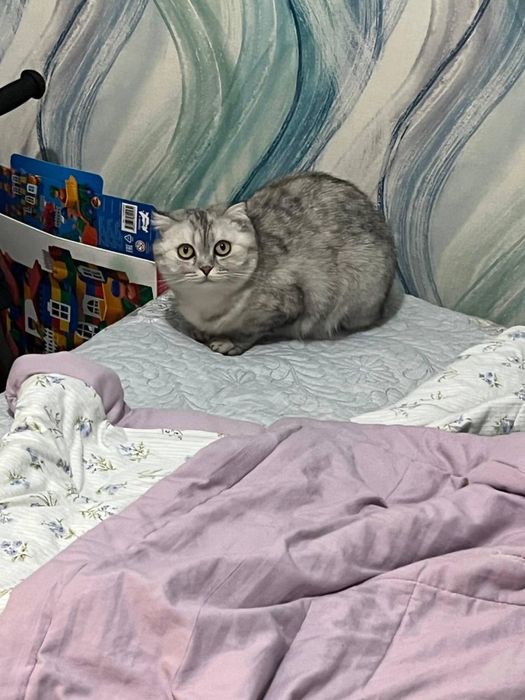 Кошка Милка домашный