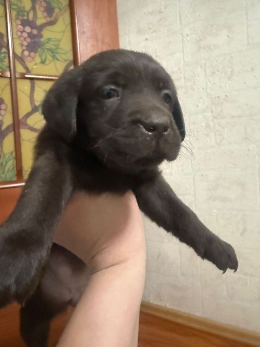 Продам щенков лабрадора
