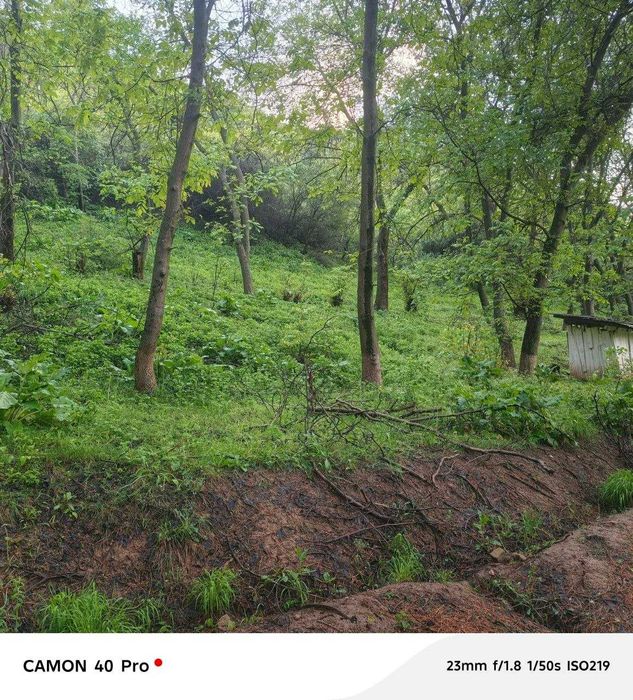 KUMUSHKON sanatoriya oldidan zor YER 55 sotok 80 yillik archala