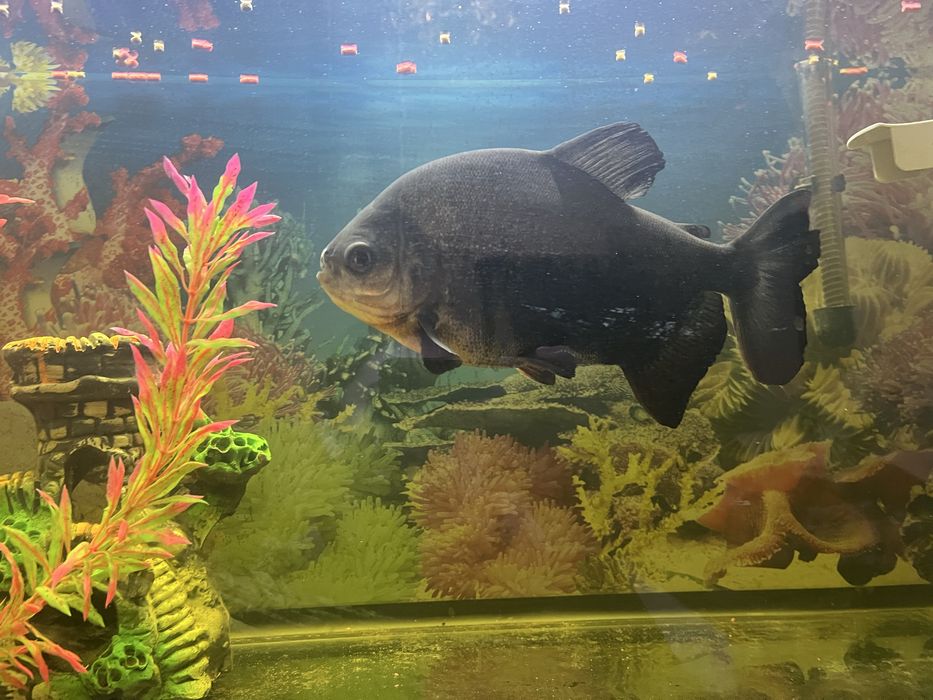 Akvarium baliqlari sotiladi