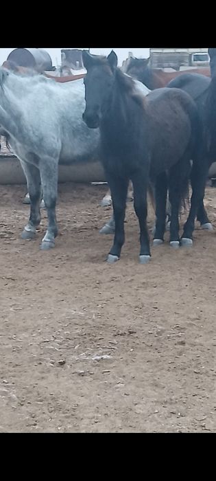 Жылқы малдары сатылады.