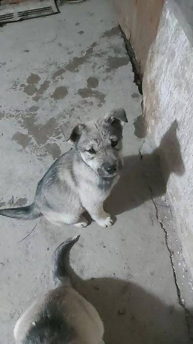 Щенки, помесь хаски