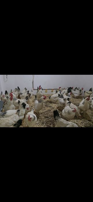 Инкубационное яйцо адлер