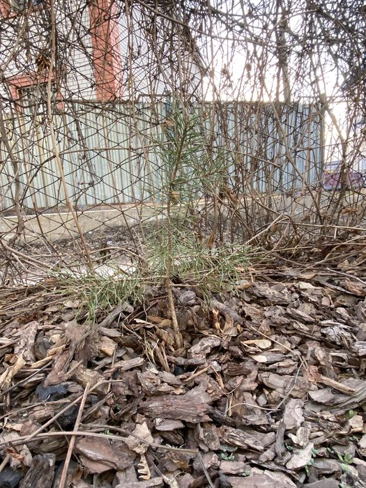 Продам саженцы сосны