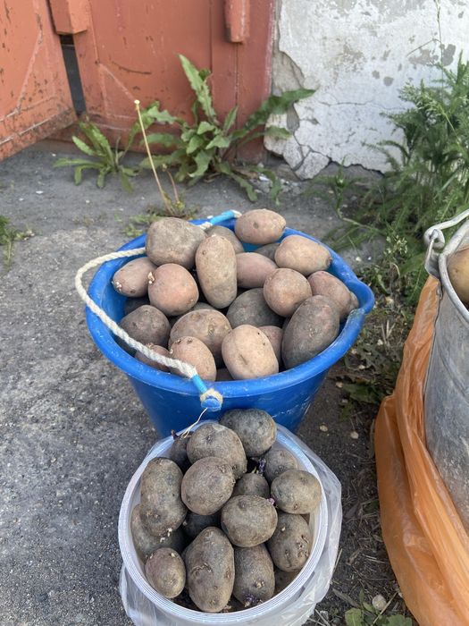 Продам картофель семенной сорт Гала и Родриго