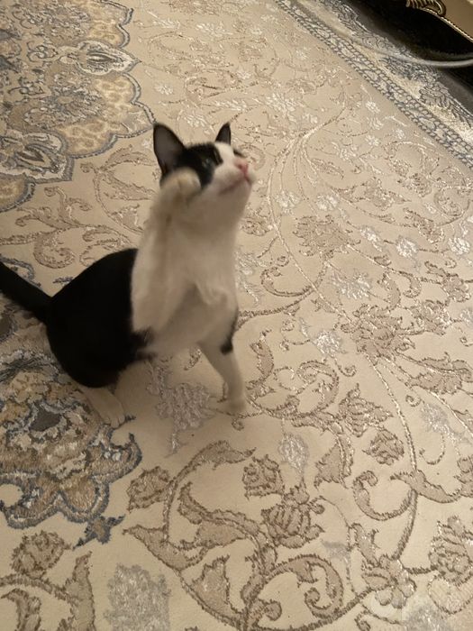 Котенок 1год в хорошие руки