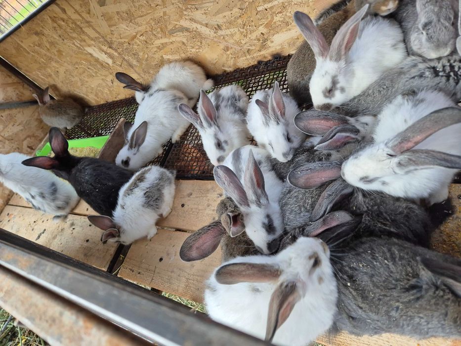 Iepuri de 11 săptămâni