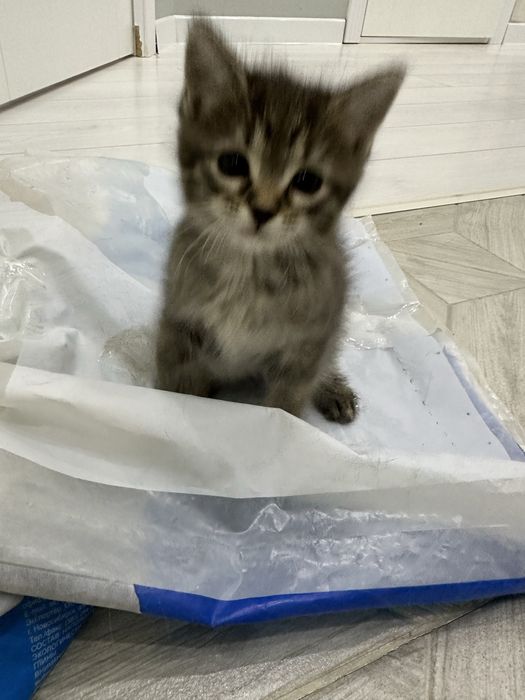 Котенок 1,5 месяца