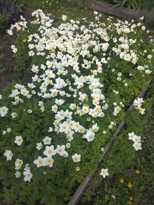 Цветы многолетние корневищем 500тенге