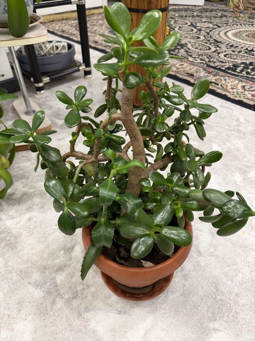 Денежное дерево красула