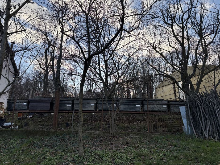 Stupi albine de vanzare