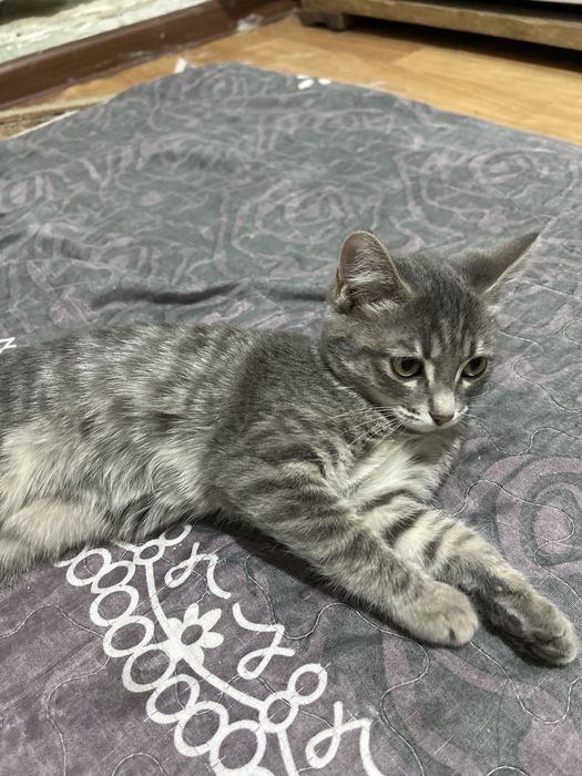 Отдам басплатно!