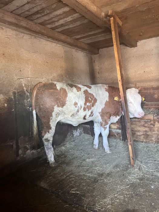 Vaca cu vitea si juninca