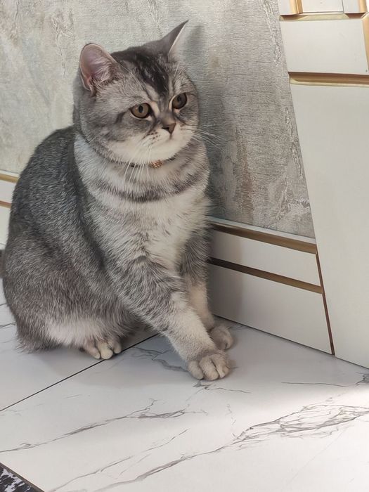 Serebristiy shinshila qiz bola 11 oyli