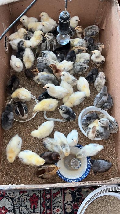 Яйцо на инкубацию